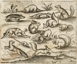Grupo de pequenas criaturas da floresta comendo e correndo ao redor de um lago, incluindo um rato, coelho, esquilo, guaxinim, marmota, furão, marta e texugo, de Douce Ornament Prints Album I