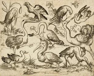 Avestruz do lado esquerdo com outras nove aves, incluindo uma garça e um pelicano, representadas num solo mínimo com manchas de folhagem à volta de algumas das aves, de Douce Ornament Prints Album I, depois de 1557 (gravura e gravura em papel colocado)