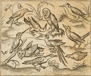 Dez aves pousadas em ramos e tufos de erva, incluindo duas corujas e, ao centro, uma ave com longas penas caudais que chilreia com a cabeça inclinada para trás, de Douce Ornament Prints Album I
