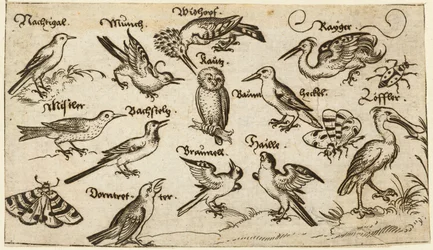 Doze tipos de aves, incluindo uma coruja e um pelicano, individualmente rotuladas e posicionadas num solo mínimo rodeado por uma traça, borboleta e joaninha, de Douce Ornament Prints Album I