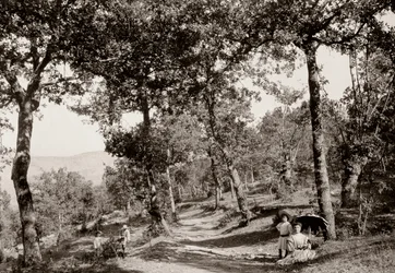 Caminhada pela floresta (foto a p/b)