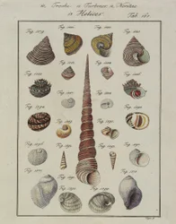 Conchas do Mar: Trochi, Turbinas, Neritae Helices, de Neues Systematisches Conchylien-Gabinete, 1784 (gravura e gravura coloridas à mão)