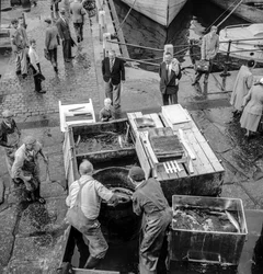 Pescadores islandeses descarregam o pescado no cais