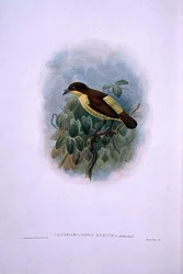 Loboparadisea serica, Waterbilled Bird of Paradise (cor litho)