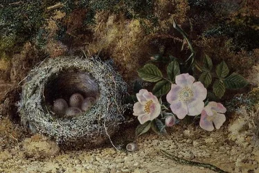 Ninho de pássaros e rosas briar