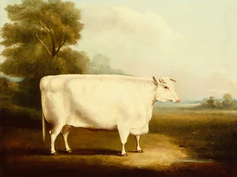 Um boi de chifre curto em um campo (óleo)