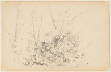 Esboço de Plantas Selvagens