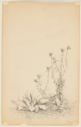 Estudo de Plantas Silvestres