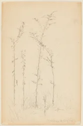 Estudo de Plantas Selvagens, Fordham Heights
