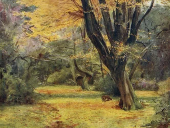 A Nova Floresta: Maples, perto de Queen