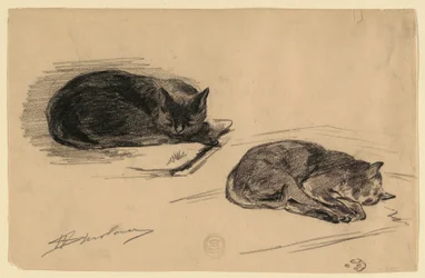 Estudo de gatos