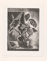 Philodendron em moldura de janela