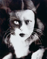 O gato e eu