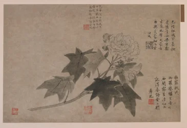 Hibiscus, 1347.