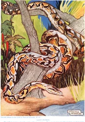 Gigante Python, ilustração de "The New Natural History", de John Arthur Thompson (1861-1933), publicado pela GP Putnam&39;s Sons, 1926