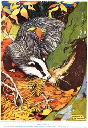 The Badger, de "The New Natural History", de John Arthur Thompson (1861-1933), publicado pela GP Putnam&39;s Sons, 1926
