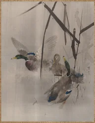 Patos nos juncos, ca. 1887