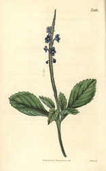 Verbena azul - Verbena bastarda da Jamaica, Stachytarpheta jamaicensis. Gravura em cobre pintada à mão por Weddell, retirada da revista Curtis