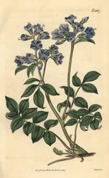Polemoine rasteira - Valeriana grega rasteira, Polemonium reptans. Gravura botânica colorida à mão por Weddell, retirada da revista Curtis