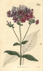 Flox de folhas cruzadas ou lychnidea, Phlox acuminata. Gravura botânica colorida à mão por Weddell, retirada da revista Curtis