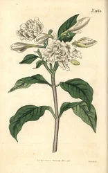 Coroa de Nero - Flor pinwheel, Tabernaemontana divaricata (roseira de folhas largas, Nerium coronarium). Gravura botânica pintada à mão por Weddell, retirada da revista Curtis