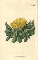 Ficoide - Figueira-da-índia, Mesembryanthemum depressum. Gravura botânica colorida à mão por Weddell, retirada da revista Curtis