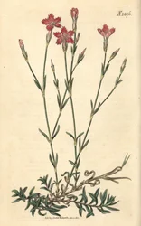 Cravinho-do-campo - Dianthus campestris. Gravura botânica pintada à mão por Weddell, retirada da revista Curtis