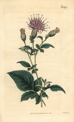 Sarrette de cinco folhas - Klasea quinquefolia (Serratula quinquefolia). Gravura botânica colorida à mão por Weddell, retirada da revista Curtis