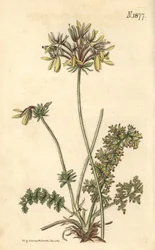Floristas Gerânio - Gerânio-amarelo, Pelargonium rapaceum var. luteum. Gravura botânica colorida à mão por Weddell, retirada da revista Curtis