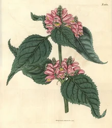 Galane de Lyon - Chelone de Lyon, Chelone lyonii (Chelone major). Gravura botânica pintada à mão por Weddell, retirada da revista Curtis