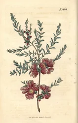 Melaleuca com folha de tomilho - melaleuca com folha de tomilho, Melaleuca thymifolia. Gravura botânica colorida à mão por Weddell, retirada da revista Curtis