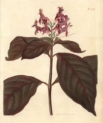 Leite da Virgem - Planta caricatural, Graptophyllum pictum (Justiça com veias sangrentas, Justicia picta lurido-sanguinea). Gravura botânica colorida à mão por Weddell, retirada da revista Curtis