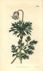 Flor-da-pradaria de flor clara, Anemone pratensis obsoleta. Gravura botânica colorida à mão por Weddell, retirada da revista Curtis