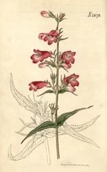 Penstemon campanulado, flor