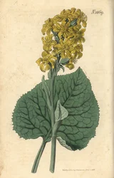 Ligularia siberiana - Ligularia sibirica (Cinerária siberiana, Cineraria sibirica). Gravura botânica pintada à mão por Weddell, retirada da revista Curtis