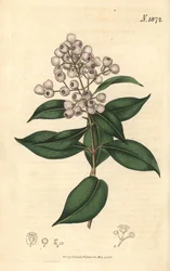 Syzygium smithii (Eugenia de frutos redondos, Eugenia elliptica). Gravura botânica pintada à mão por Weddell, retirada da revista Curtis
