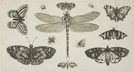 Uma libélula, joaninhas e borboletas, de Diversae Insectorum...Figurae