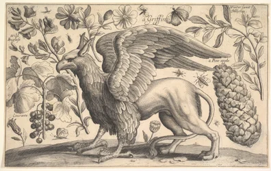 Um Grifo, 1625-77.