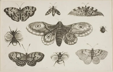 Uma mariposa, borboletas e abelhas