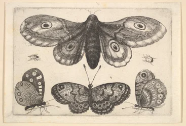 Uma mariposa, três borboletas e dois besouros, 1646.