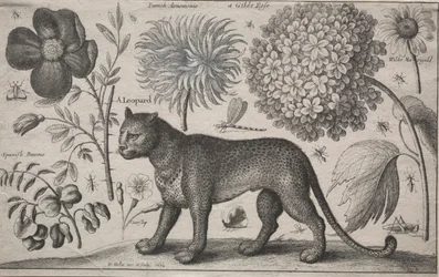 Animais e plantas: Leopardo com plantas e insetos, 1662.