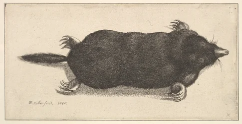 Dead Mole, 1646.