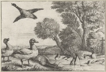 Patos
Diversae avium species (título da série)
Várias aves (título da série)