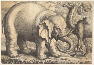 Elefante e camelo, século XVII.