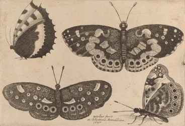 Quatro Borboletas, 1646.
