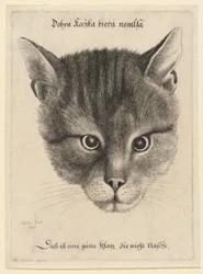 Cabeça de gato, tamanho médio