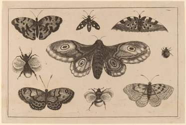 Mariposa, borboletas e abelhas