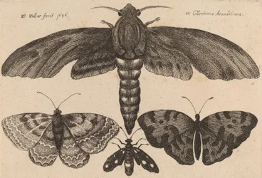 Traça e Três Borboletas, 1646.