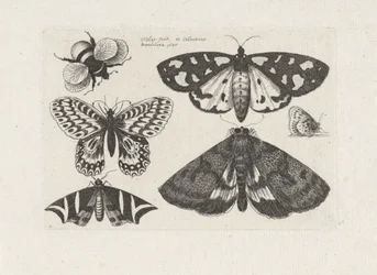 Traças, borboletas e uma abelha
Insectos (título da série)
Muscarum Scarabeorum (título da série)