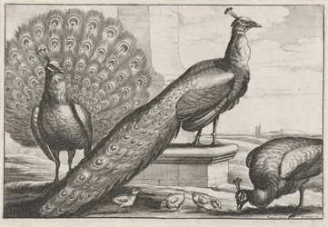 Pavões. Diversae avium species (título da série)